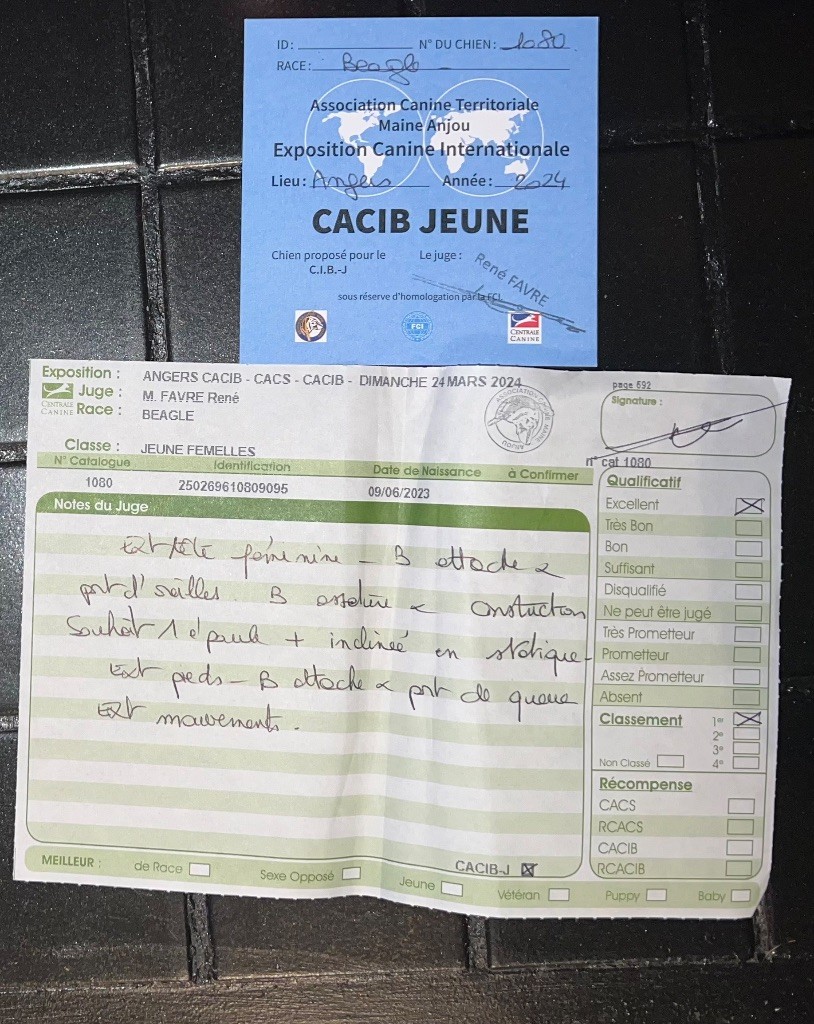 Una Lou Crystal Song - J-CACIB