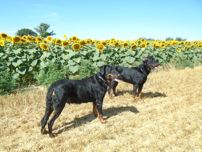 Guiness Du Domaine Du Tanquat