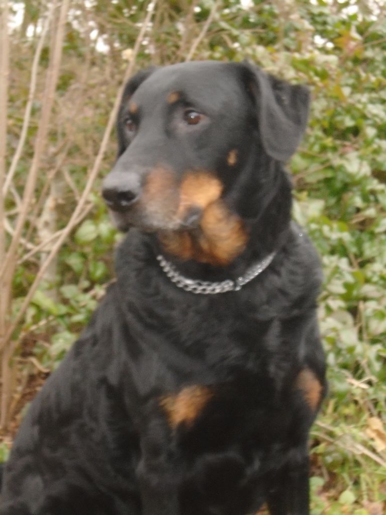 Guiness Du Domaine Du Tanquat