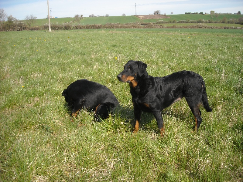 Guiness Du Domaine Du Tanquat