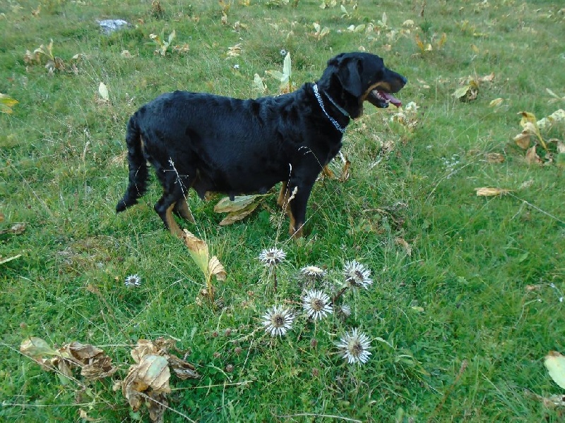 Guiness Du Domaine Du Tanquat