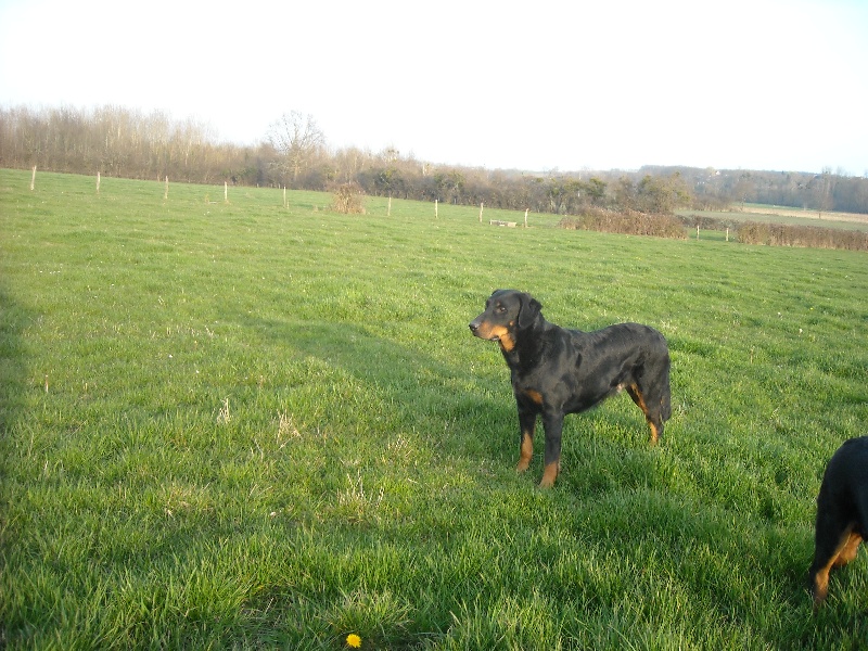 Guiness Du Domaine Du Tanquat