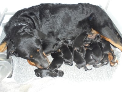 Les chiots de Berger de Beauce