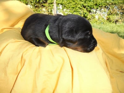 Les chiots de Berger de Beauce