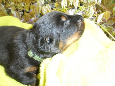 Les chiots de Berger de Beauce