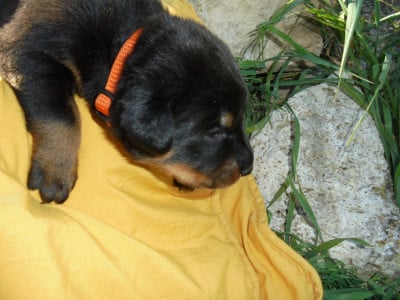 Les chiots de Berger de Beauce