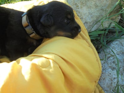 Les chiots de Berger de Beauce