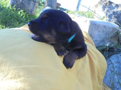 Les chiots de Berger de Beauce
