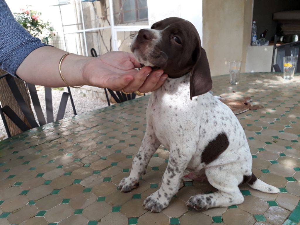 Chiot Braque français, type Pyrenees (petite taille), mâle