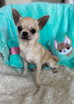 Les chiots de Chihuahua