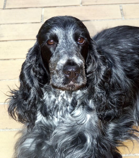 Publication : de la Magie de Nuée Auteur : Mme Marois-Boulet