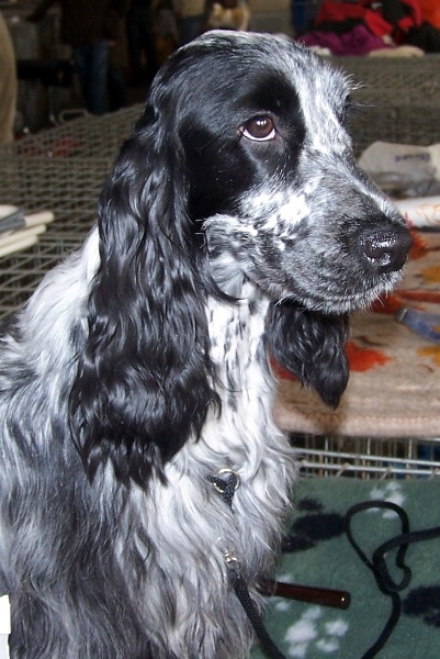 Publication : de la constellation de Stone Auteur : Mme Marois-Boulet