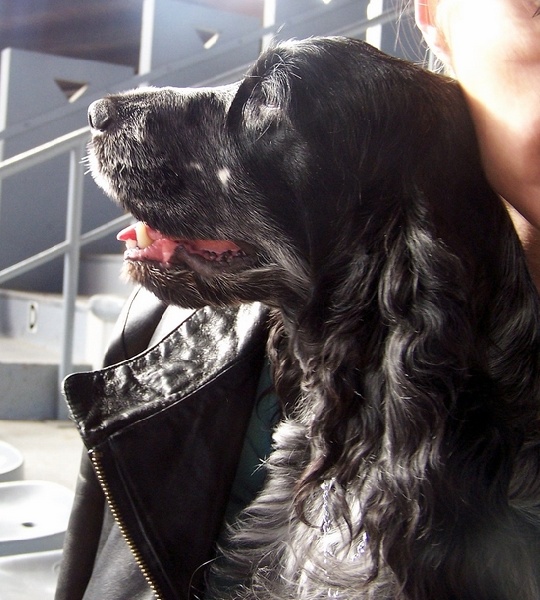 Vodka curaçao de Quadragant - 2ème Excellent - RCACS en Classe : Ouverte Femelle