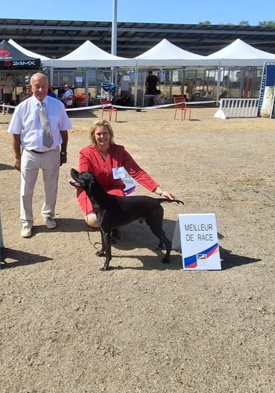 Rebel des conquérants d'Oc - CACS / CACIB / MEILLEUR DE RACE