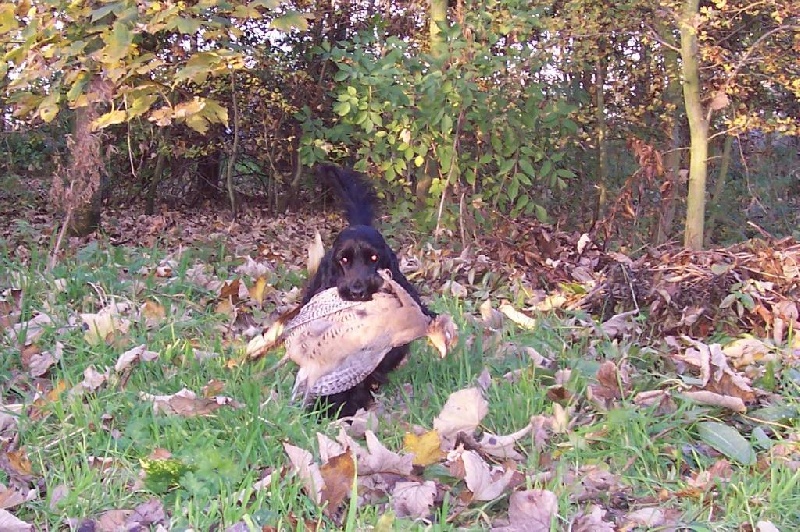 TR. CH. Baïka de la terre d'Opale