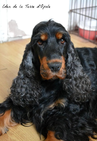 Eden de la terre d'Opale