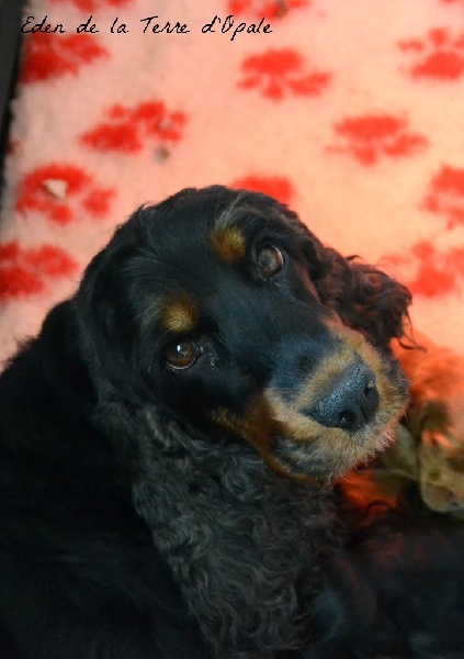 Eden de la terre d'Opale