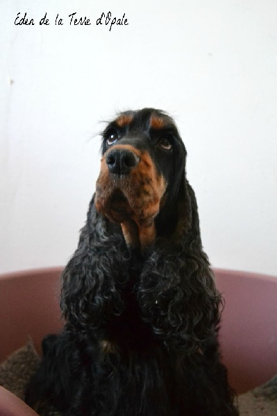 Eden de la terre d'Opale