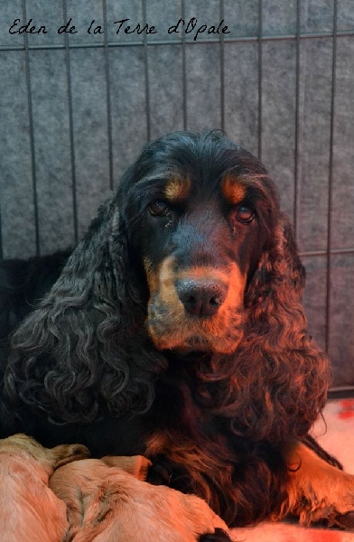 Eden de la terre d'Opale