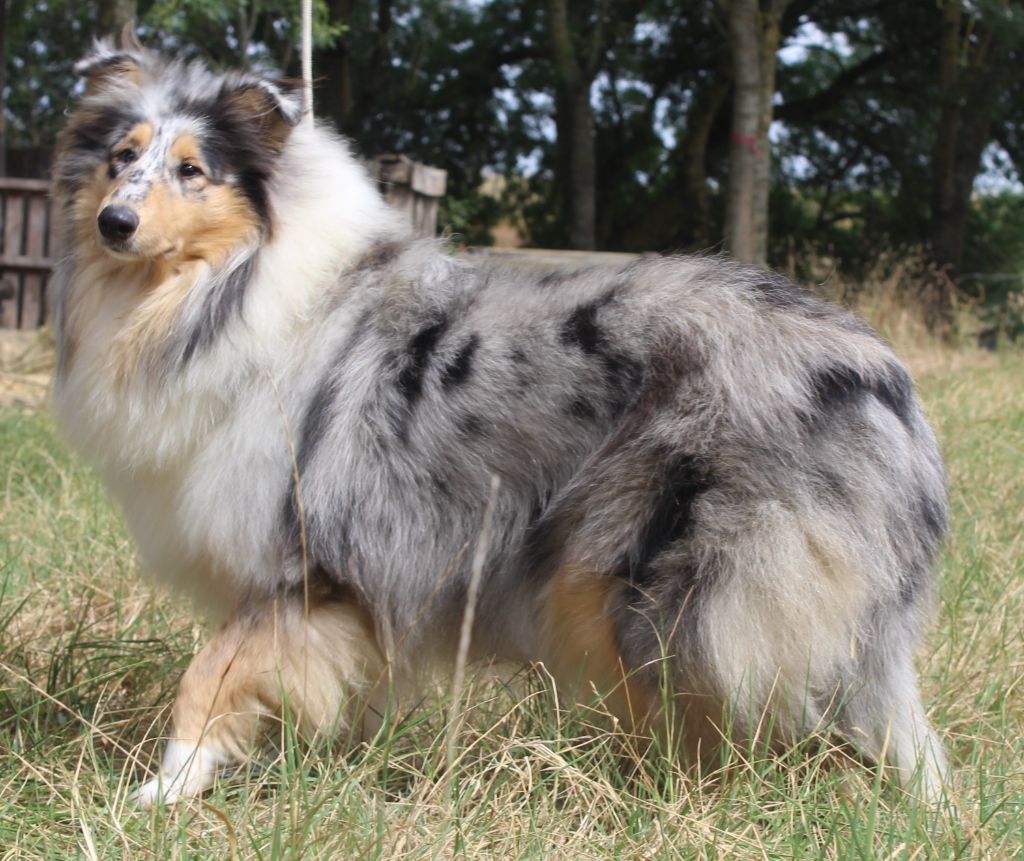 Publication : des cigales Lyristes Auteur : aurelie L.