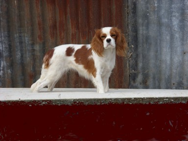 Publication : du Chemin Des Puits Tournants Auteur : MME DUVAL