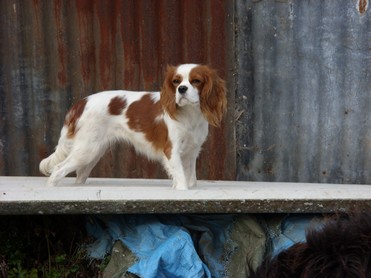 Publication : du Chemin Des Puits Tournants Auteur : MME DUVAL