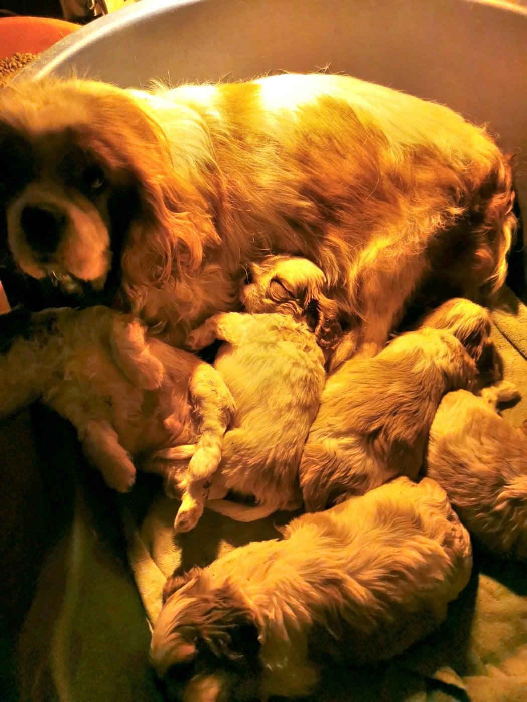 Cavalier King Charles Spaniel - du Chemin Des Puits Tournants