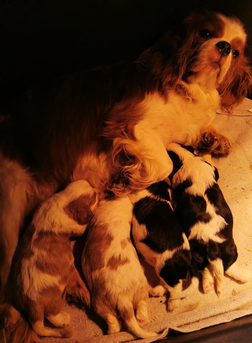 Cavalier King Charles Spaniel - du Chemin Des Puits Tournants