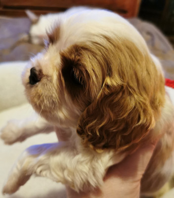 Les chiots de Cavalier King Charles Spaniel