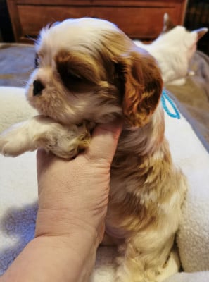 Les chiots de Cavalier King Charles Spaniel