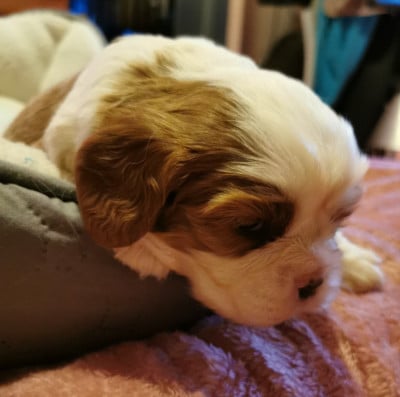Les chiots de Cavalier King Charles Spaniel
