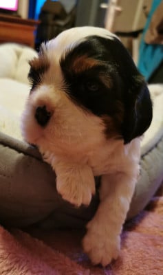 Les chiots de Cavalier King Charles Spaniel