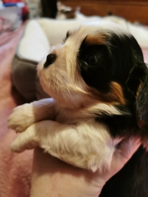 Les chiots de Cavalier King Charles Spaniel