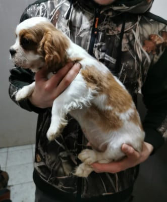 Les chiots de Cavalier King Charles Spaniel