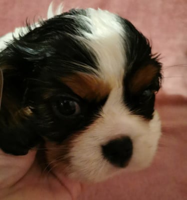Les chiots de Cavalier King Charles Spaniel