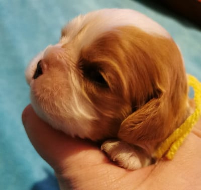 Les chiots de Cavalier King Charles Spaniel