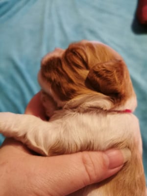 Les chiots de Cavalier King Charles Spaniel