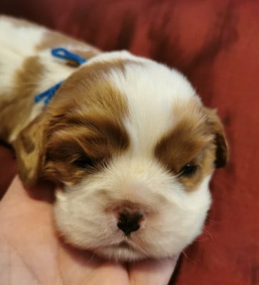 Les chiots de Cavalier King Charles Spaniel