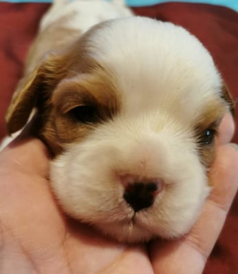 Les chiots de Cavalier King Charles Spaniel