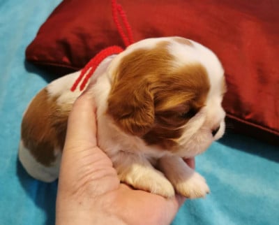 Les chiots de Cavalier King Charles Spaniel