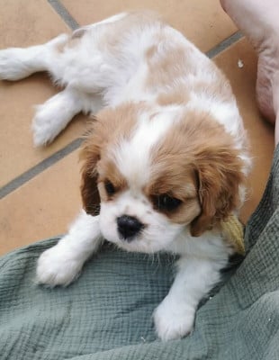 Les chiots de Cavalier King Charles Spaniel