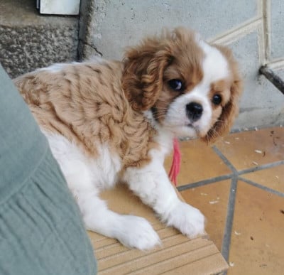 Les chiots de Cavalier King Charles Spaniel