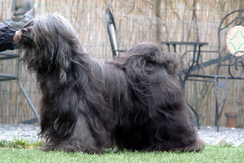 CH. Nomechan Bhagya  farouck