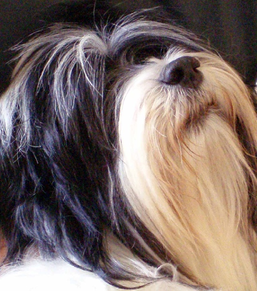 Publication : Nomechan Auteur : Bell