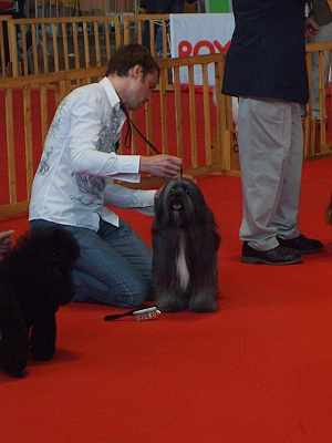 CH. Nomechan Bhagya  farouck