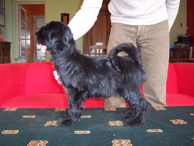 CH. Nomechan Bhagya  farouck