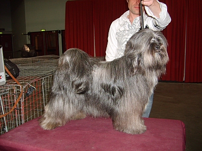 CH. Nomechan Bhagya  farouck