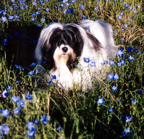 Publication : Nomechan Auteur : Bell