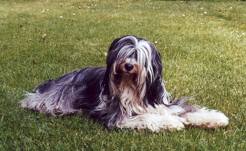 CH. Nomechan Rebecca'nook