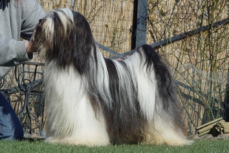 CH. Nomechan Bhagya  farouck